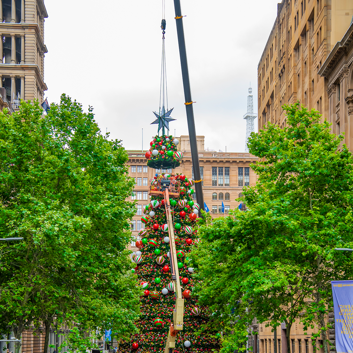 City of Sydney 25m Christmas Tree 3